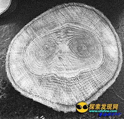 外乡人ET回地球？多次被发现在英国树干中留照片