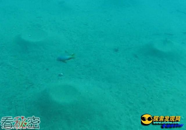 科学家在水下发现鱼类建造的神秘“建筑”