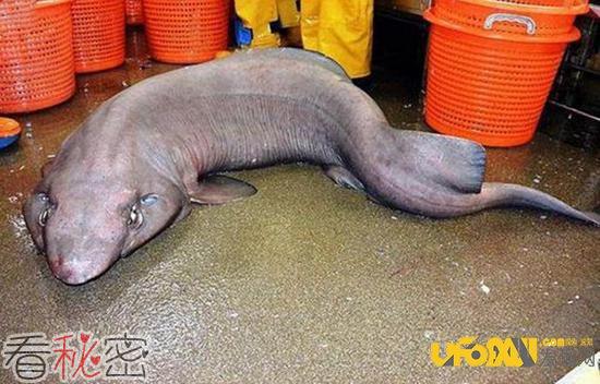 苏格兰海域现怪鲨：外形秒杀人兽杂交