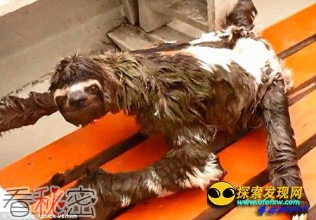 动作迟缓树懒乘快艇 体验高速之旅