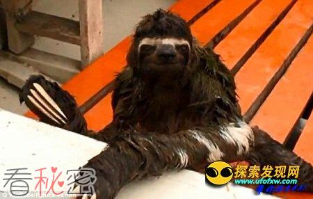 据称，这只树懒是从树上掉落到了快艇上