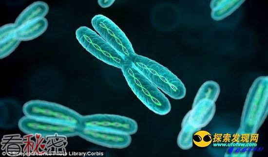 专家称未来500万年男性将灭绝现进入倒计时