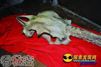渔民捞出4米长龙骨 到底为何物尚不得知