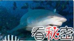 世界凶猛淡水鱼排行 公牛鲨爱好打斗性格暴躁会攻击人类