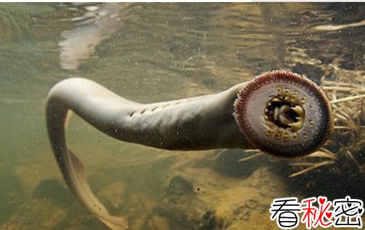 海底的吸水鬼“七鳃鳗”令人感到恐怖