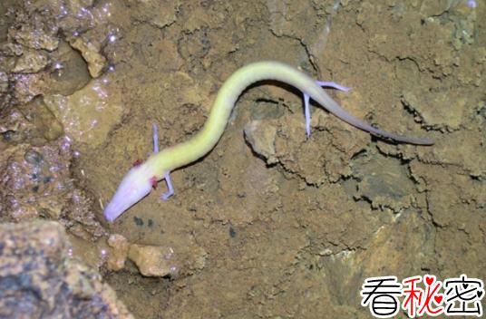 四川发现一条幼龙，其实是国家二级保护动物洞螈（犹如真龙下凡）