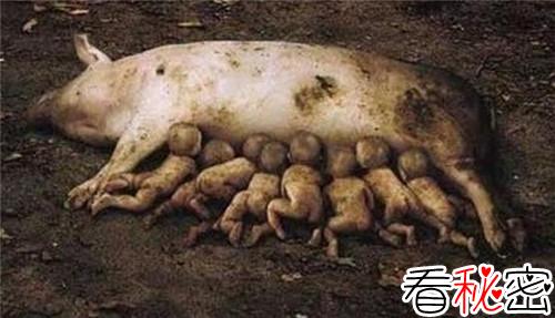 云南母猪产下8名男婴是真的吗 揭秘母猪产男婴背后的真相