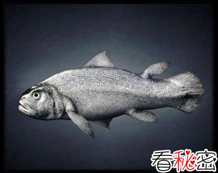 人类是鱼进化的吗？从鱼到人的进化过程图片揭秘