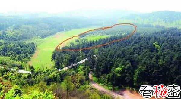 1994年贵阳空中怪车事件真相，外星人造访都溪林场(400亩松树被拦腰切断)