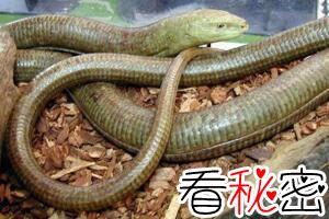 阿西娜玻璃蛇是无腿蜥蜴，全身透明一碰就断(视频图片)