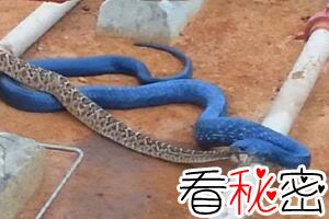 蓝蛇是什么蛇，价值330万的变异蓝化绿树蟒(视频图片)