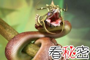 绿茸线蛇的寿命有多长，寿命20万年已活1687岁(小说杜撰)