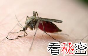蚊子的寿命有多长，最多可以活四个月(3到7天是假的)