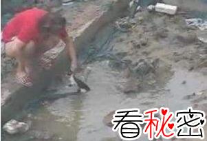 北京男女水坑虐猫事件，多次举起猫往水坑里摔(残忍至极)