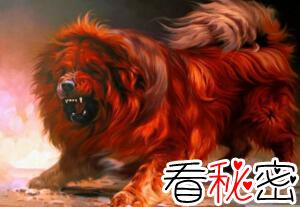 中国第一藏獒惊天兽，曾经价值千万如今沦为看门狗
