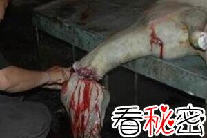 中国十大禁菜浇驴肉，活驴身上浇开水割肉生吃(丧心病狂)
