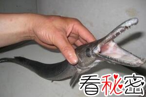 深海鸭嘴蛇身怪鱼，最凶猛食肉淡水鱼雀鳝(剧毒/不可食用)