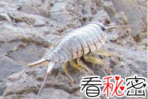 海蟑螂能吃吗，海蟑螂具有极高药用价值(能食用/非蟑螂)