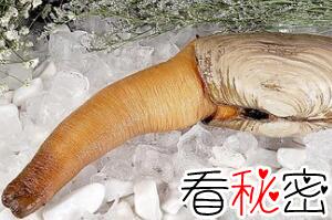 象拔蚌像什么，巨型男性生殖器(味道鲜美/最常见的海鲜)