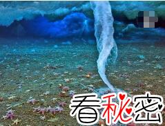 南极死亡冰柱诡异至极，能瞬间冻结海洋生物(视频)