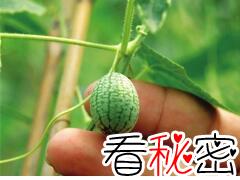 拇指西瓜佩普基诺直径3cm，一口能吃十个(180元一斤)