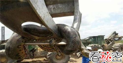 水库炸出1吨巨蟒是真的吗 如果是可能就是世界上最大的蛇