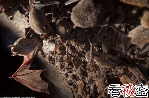 考古学家透露秦始皇陵内藏数万蝙蝠，所以一直不敢挖掘