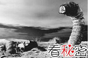 蒙古死亡之虫：毒液可使人体腐烂，体长达五米（图片）