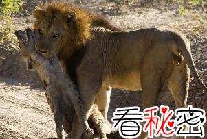 狮子为什么不吃鬣狗，对鬣狗恨之入骨(杀死是为了报复)