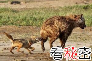 鬣狗掏肛猎物为啥不跑，肛部被撕裂太疼不敢动