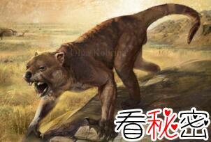 澳大利亚最大食肉动物袋狮，咬合力超强称霸草原(已灭绝)