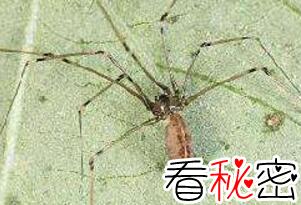 蜘蛛界的大长腿幽灵蛛，捕食昆虫是人类的好朋友(无毒)