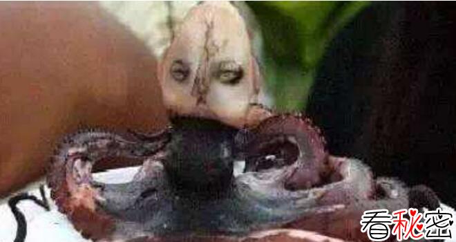 恐怖的的印尼章鱼人，人头章鱼身的诡异存在(发出哭啼声)