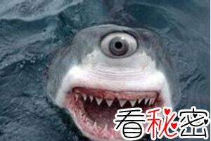 美国罕见的独眼鲨鱼，先天性缺陷所致还患有白化病