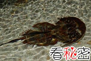中华鲎又叫做马蹄蟹，含有剧毒但药用价值高(国家二级保护)
