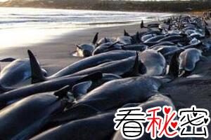 巨鲸集体自杀之谜，千头巨鲸搁浅沙滩一心寻死/找死亡快感