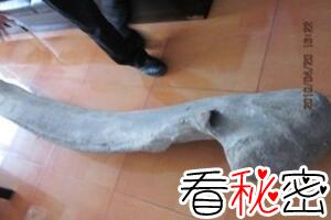唐山月坨岛巨型骨头之谜，2.6米的巨型骨头疑似史前恐龙