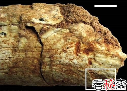考古学家发现50万年前被动物咬死的人类的骨头