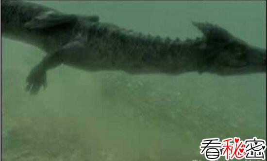 青海湖水怪之谜，体长超14米形似恐龙(视频)