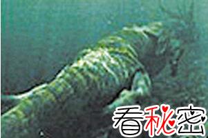 青海湖水怪之谜，体长超14米形似恐龙(视频)
