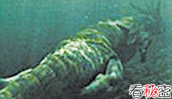 欧肯纳根水怪真的存在吗?体长150米的巨型水龙