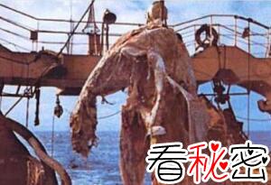 日本1977年海怪尸体事件，海怪真实图片曝光真恐怖