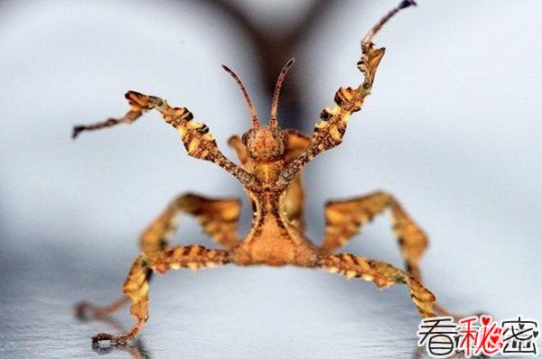 世界最恐怖的十大昆虫 光看就能把你吓疯(勿靠近)