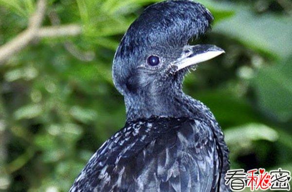 世界上最奇异的十种鸟类 第七能活90多岁,第一只吃树叶为生