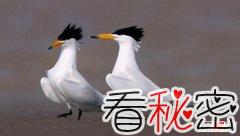 中国最稀有的鸟 中华凤头燕鸥全球不到一百只