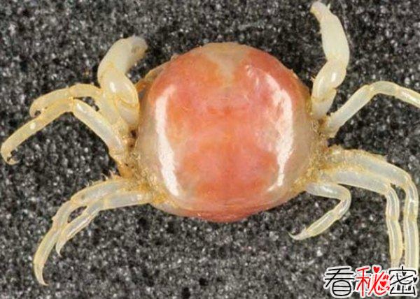 世界体型最小的10大海洋生物 简直不敢想象!(超萌超可爱)