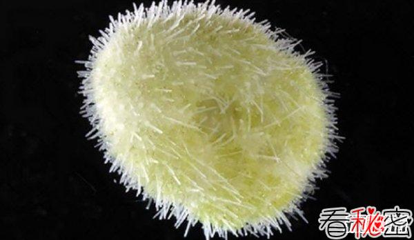 世界体型最小的10大海洋生物 简直不敢想象!(超萌超可爱)