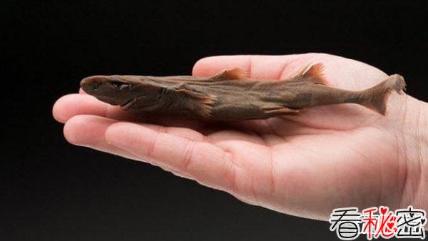 世界体型最小的10大海洋生物 简直不敢想象!(超萌超可爱)