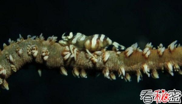 世界体型最小的10大海洋生物 简直不敢想象!(超萌超可爱)