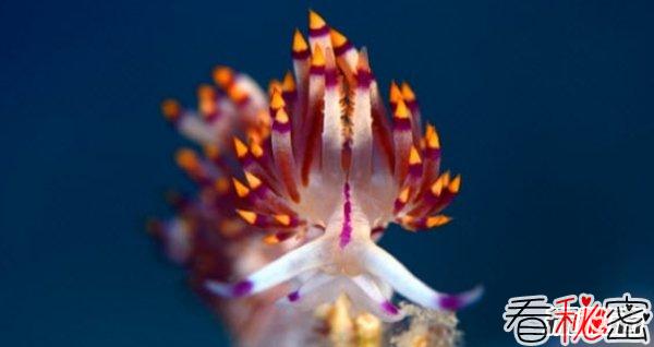 世界体型最小的10大海洋生物 简直不敢想象!(超萌超可爱)